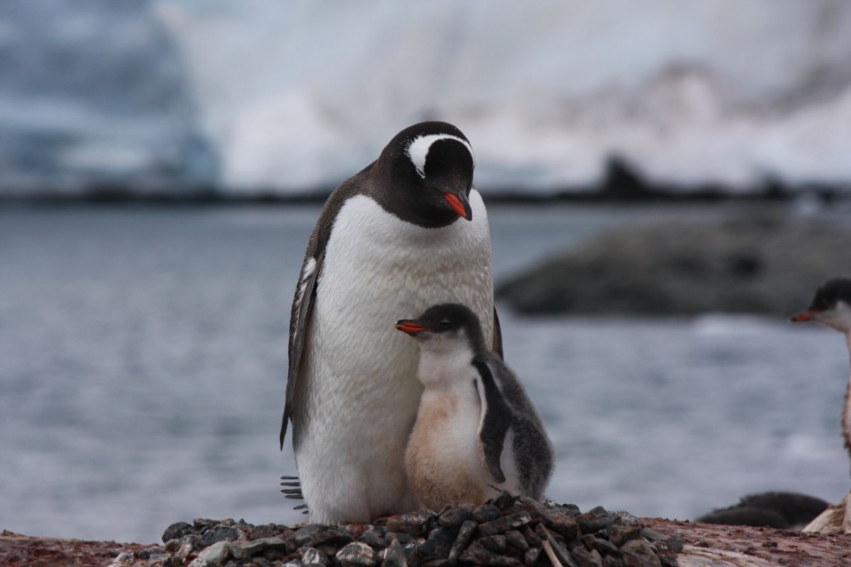 Gentoo penguin and chick | Republic of Freedom